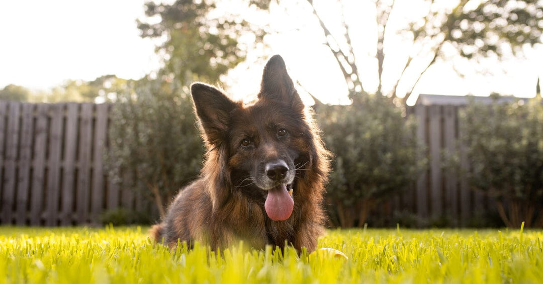 Long Hair VS Short Hair, Which German Shepherd Is Better For You?