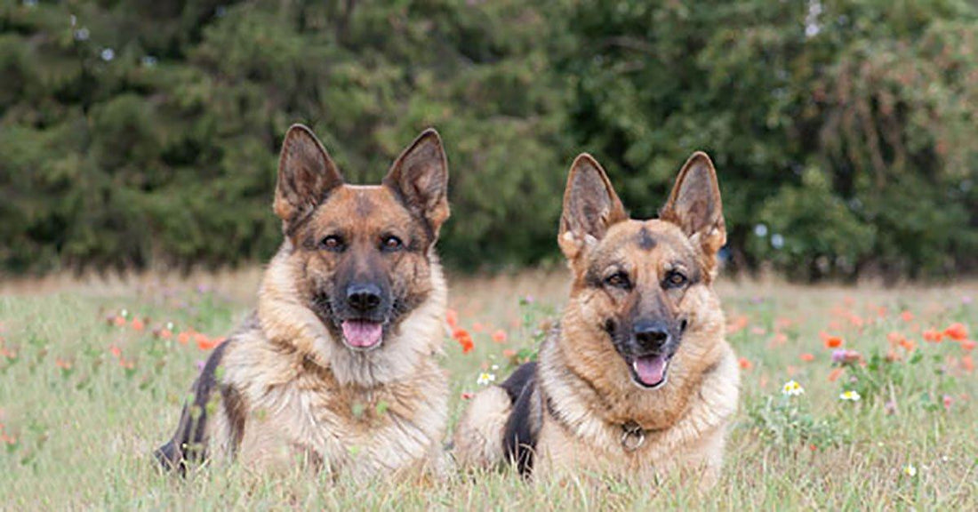 The Differences Between Male And Female German Shepherds