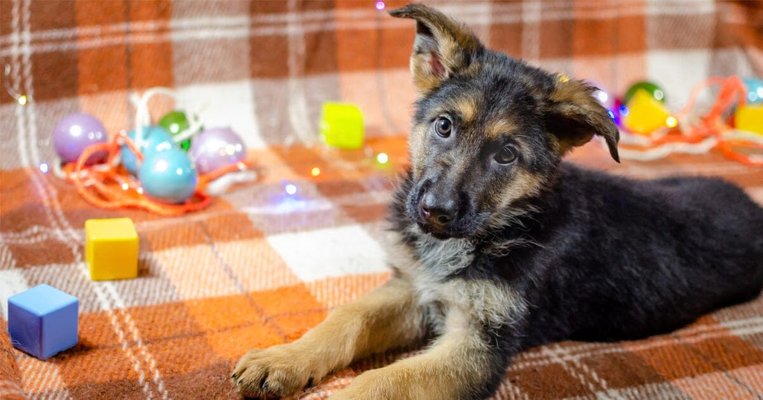 Need to Puppy-Proof Your Home for A German Shepherd? Here are 12 Essential Steps