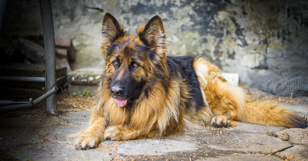 New Procedure May Help Increase Survival Rates In German Shepherds That Bloat