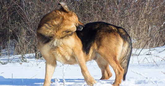 No More Itch! How To Make DIY Dog Shampoo