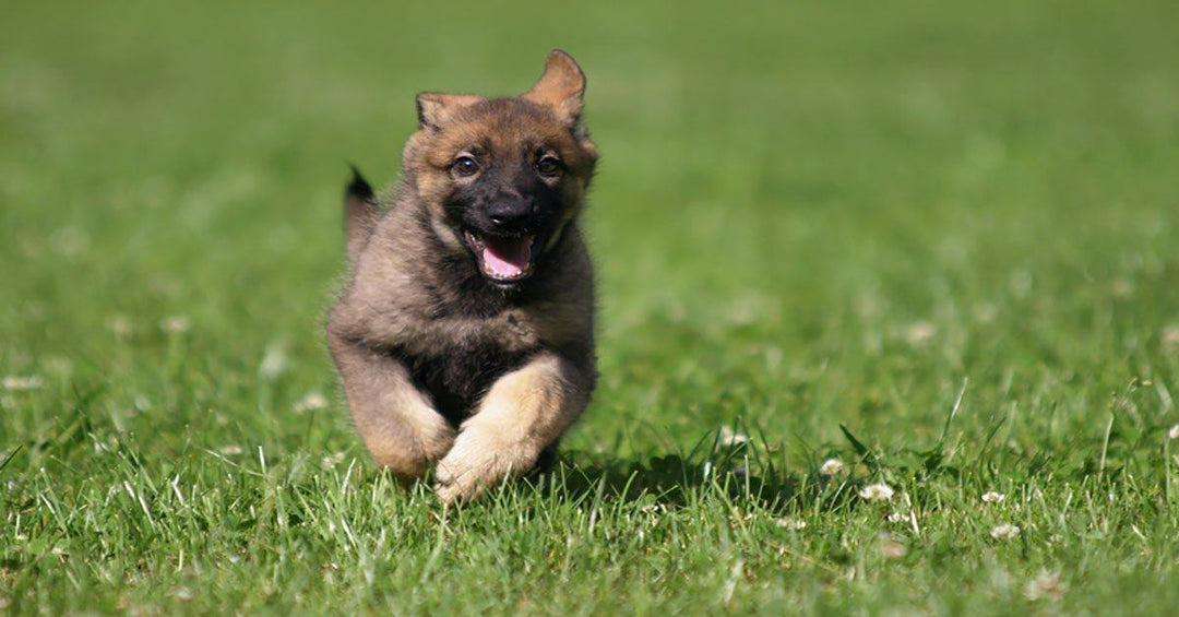 Potty Training Made Simple