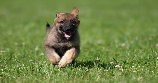 Potty Training Made Simple for Dog