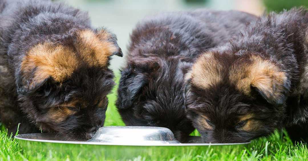 Proper Nutrition For Growing Puppies