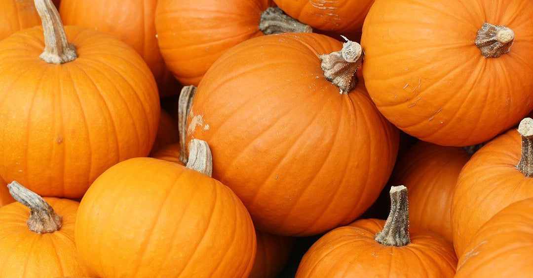 Pumpkin: The Amazing Superfood For Dogs