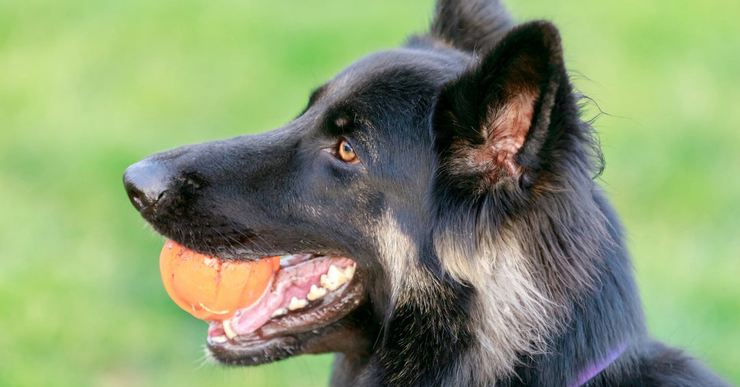 Raw Diet for German Shepherds: Health Panacea or Potential Hazard?