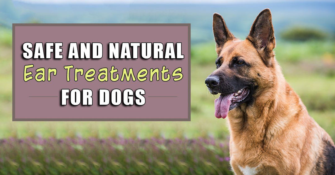 Safe And Natural Ear Treatments For Dogs