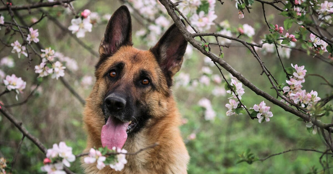 Seasonal Care for German Shepherds: Adjusting Care Routines To Address The Changing Needs Of Your Dog With The Seasons