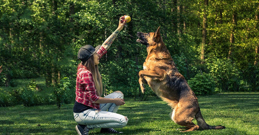 Should I Repeat Commands/Cues To My Dog?