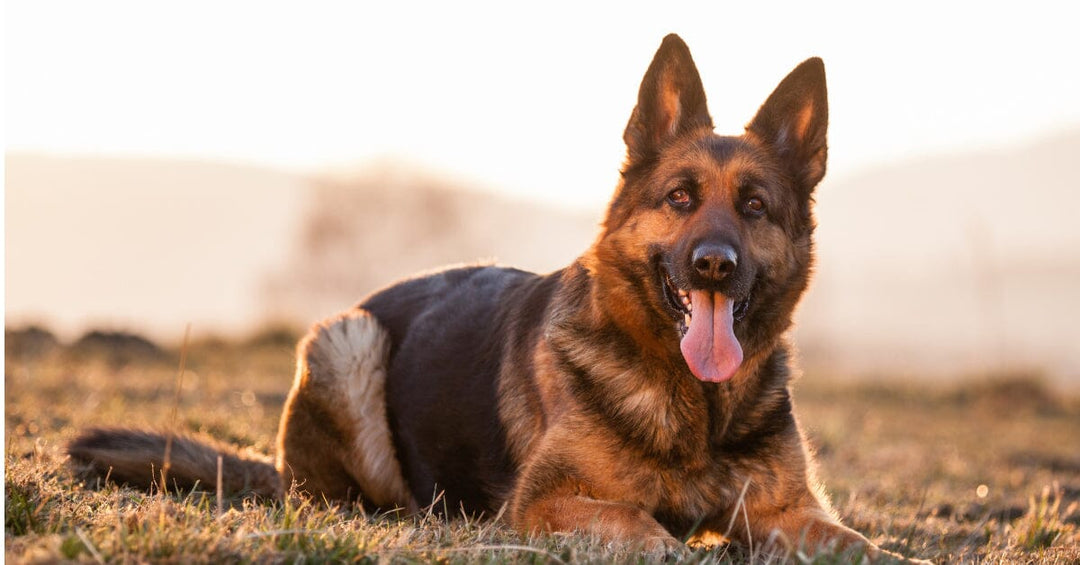 Should You Foster A German Shepherd?