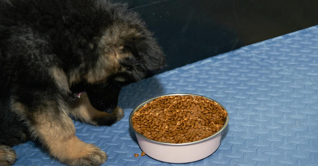 Should You Free Feed Your Dog?