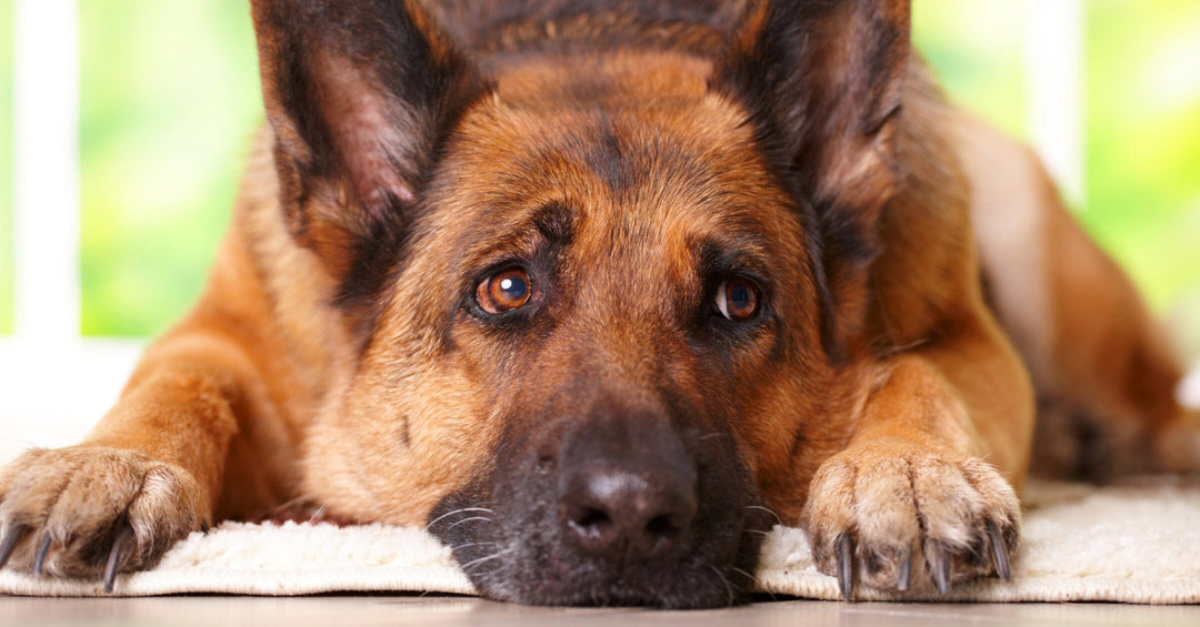 Signs That Your German Shepherd Is Stressed Out