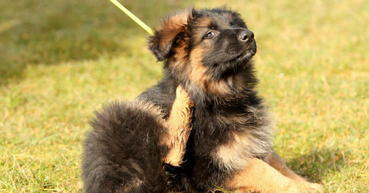 Signs Your Dog Has Allergies And What To Do