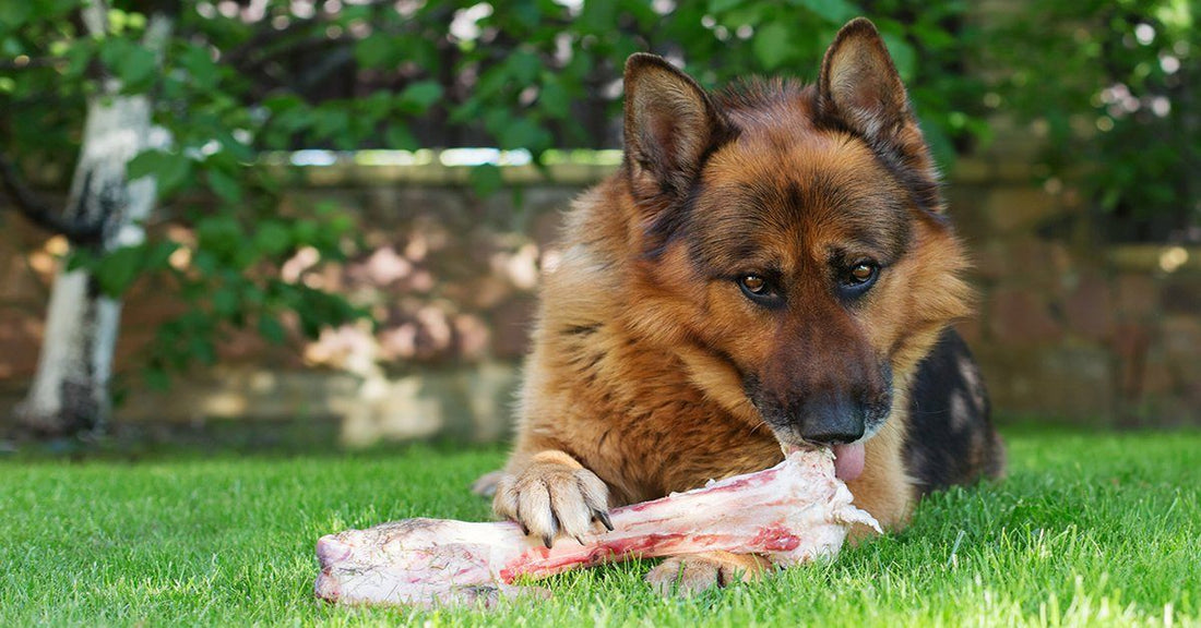 What Dog Breeds Can Eat Raw Meat: Top Healthy Choices Revealed