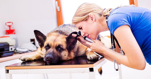Simple Home Remedies for Yeast Infections in German Shepherds