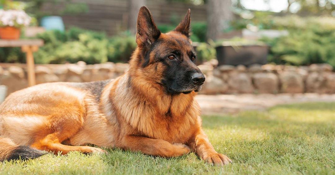 Skin Problems In German Shepherds And What You Can Use To Help Relieve Them