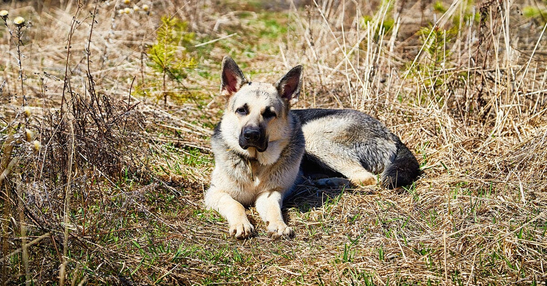 Snake Bites: Essential Steps to Take When Your Dog Encounters a Venomous Threat