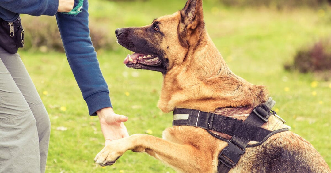 Solving Common Behavior Problems In German Shepherds