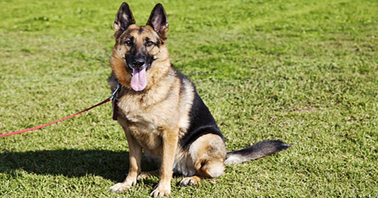 Stay. Teaching Your Dog to Stay on Command