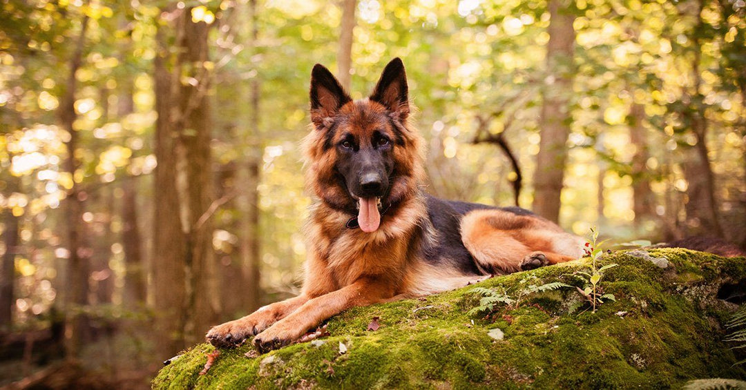 Study Shows German Shepherds Become More Like Their Owners Over Time