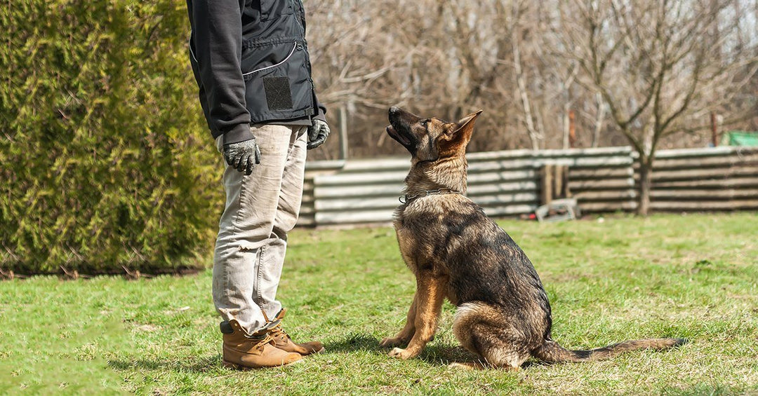 Teach Your Dog To Back Up In 3 Easy Steps