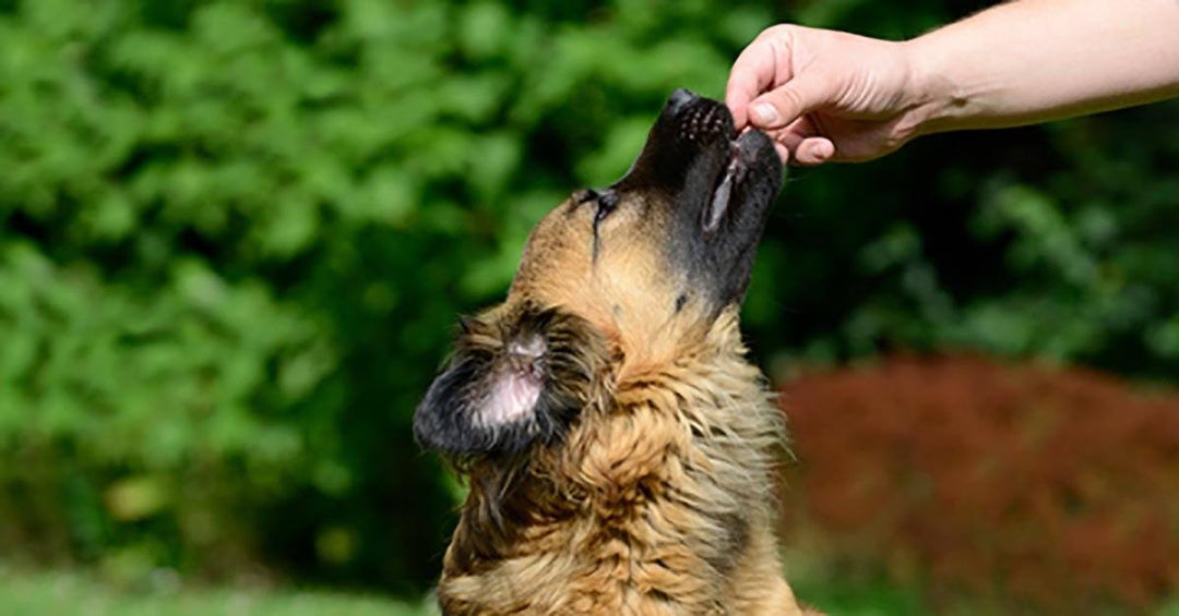 Teaching Your Dog To Take Treats Nicely