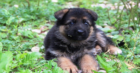 Teaching Your Pup to Go Potty on Command