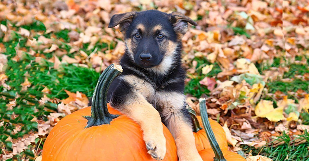 Thanksgiving Dinner Menu For Dogs