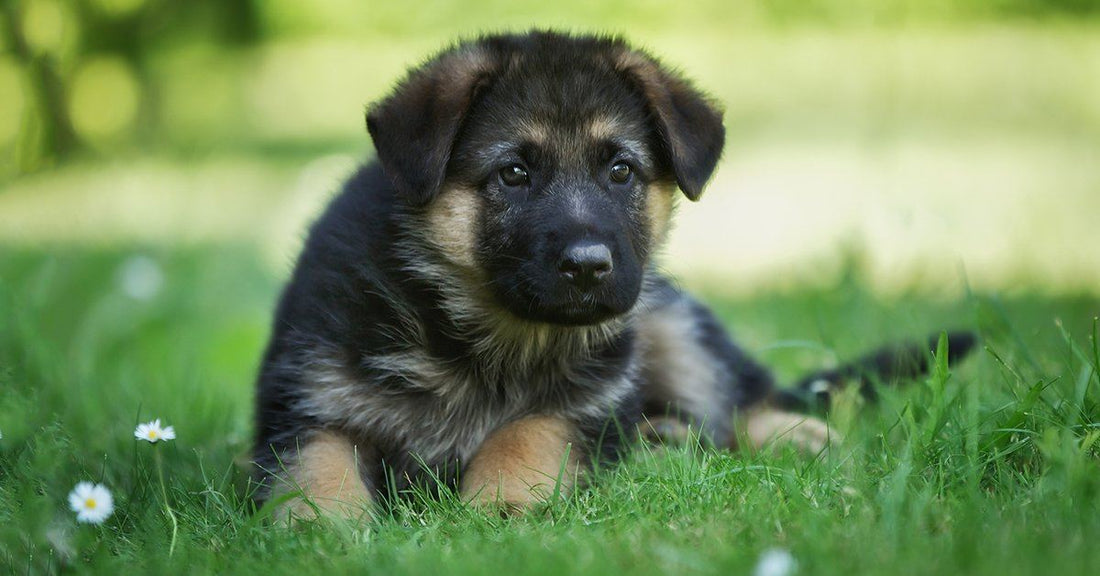 The 2 Stages Of Puppy Fear And How To Get Them Through It