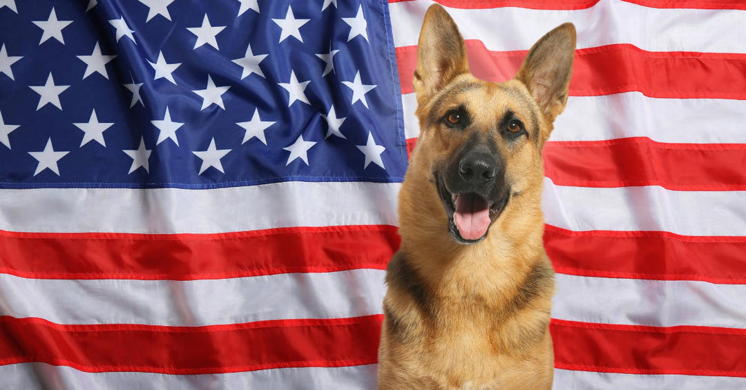 The 4th Of July Is Near, Act Now If Your Dog Is Afraid Of Fireworks