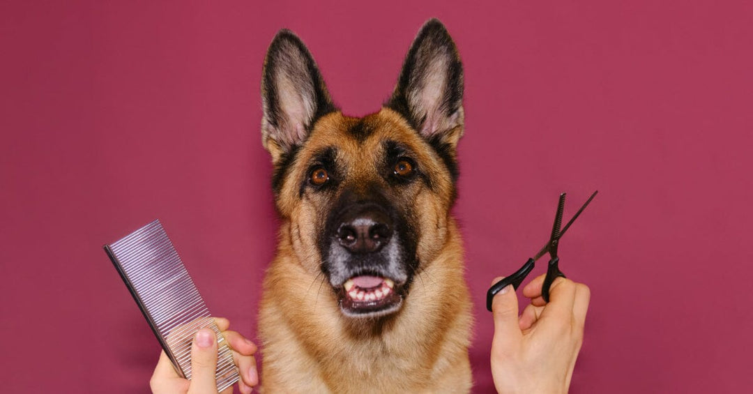 The Art Of Grooming Your German Shepherd