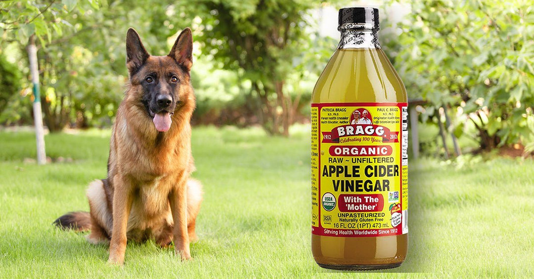 The Benefits Of Apple Cider Vinegar For Dogs