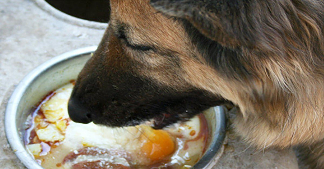 The Benefits Of Feeding Your German Shepherd Eggs