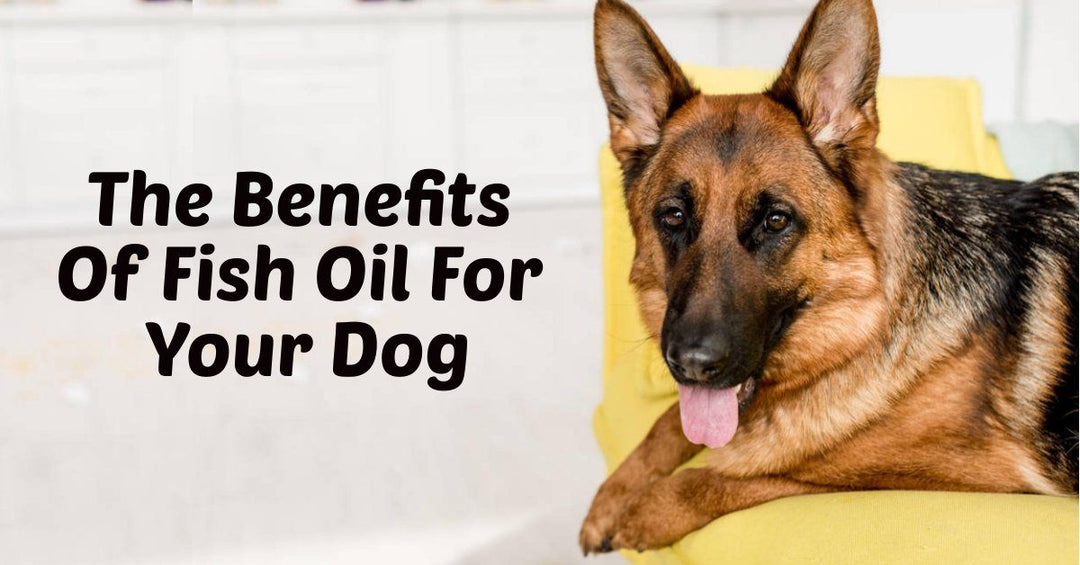 The Benefits of Fish Oil For Your Dog