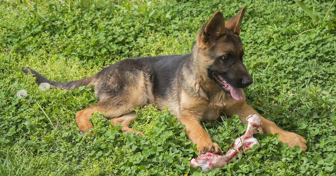 The Best Bones for German Shepherds