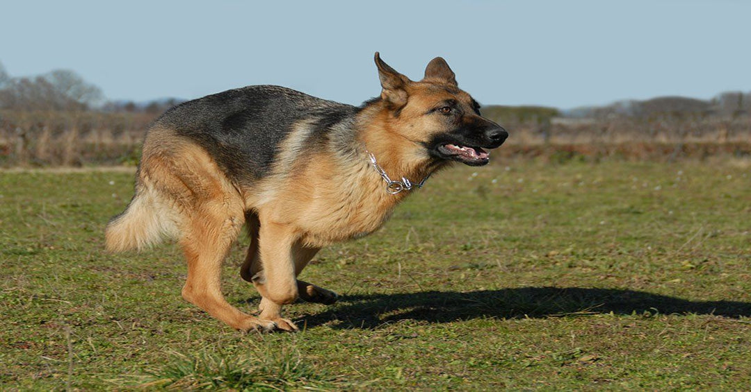 The Challenge Of Owning A High Drive German Shepherd