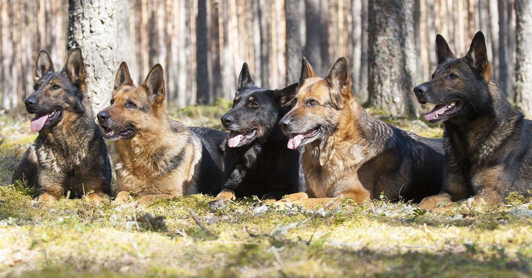 The Coat, Pattern, And Colors Of The German Shepherd Dog