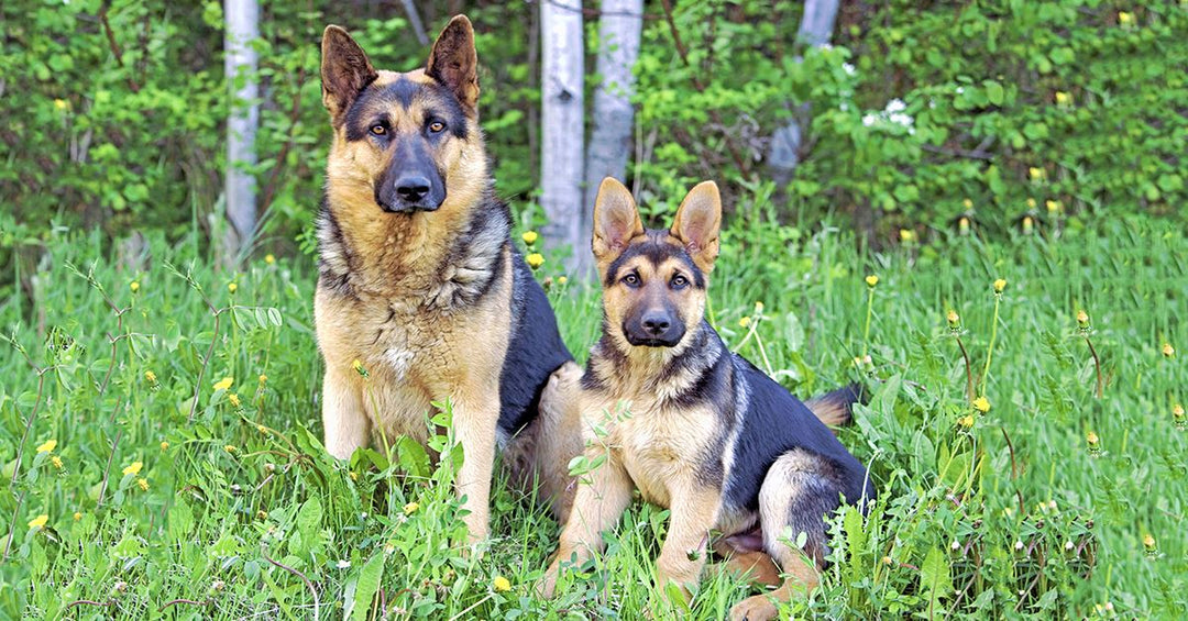 The Development Stages and Growth Chart of German Shepherds