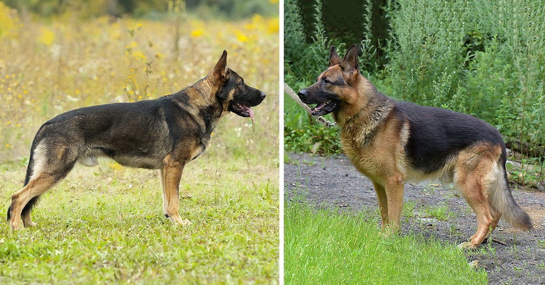 The Different Types of German Shepherd Dogs