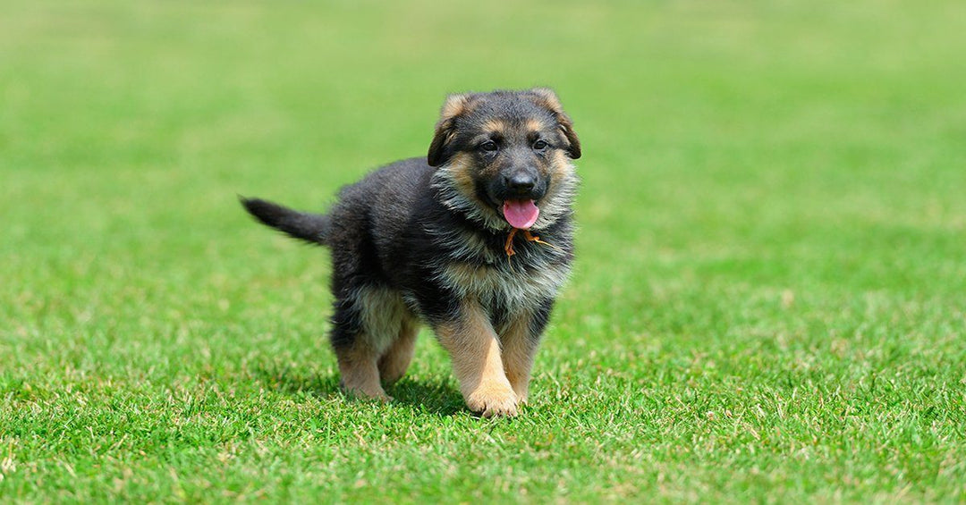 The Do's And Don'ts Of House Training A Puppy