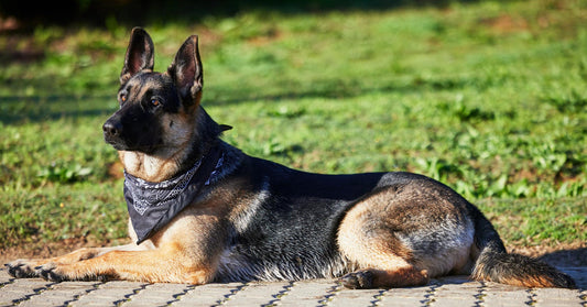 The Do's And Don'ts When Adopting An Adult Dog