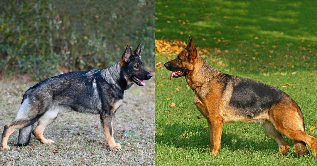 The German Shepherd Dog – Working Line VS Show Line