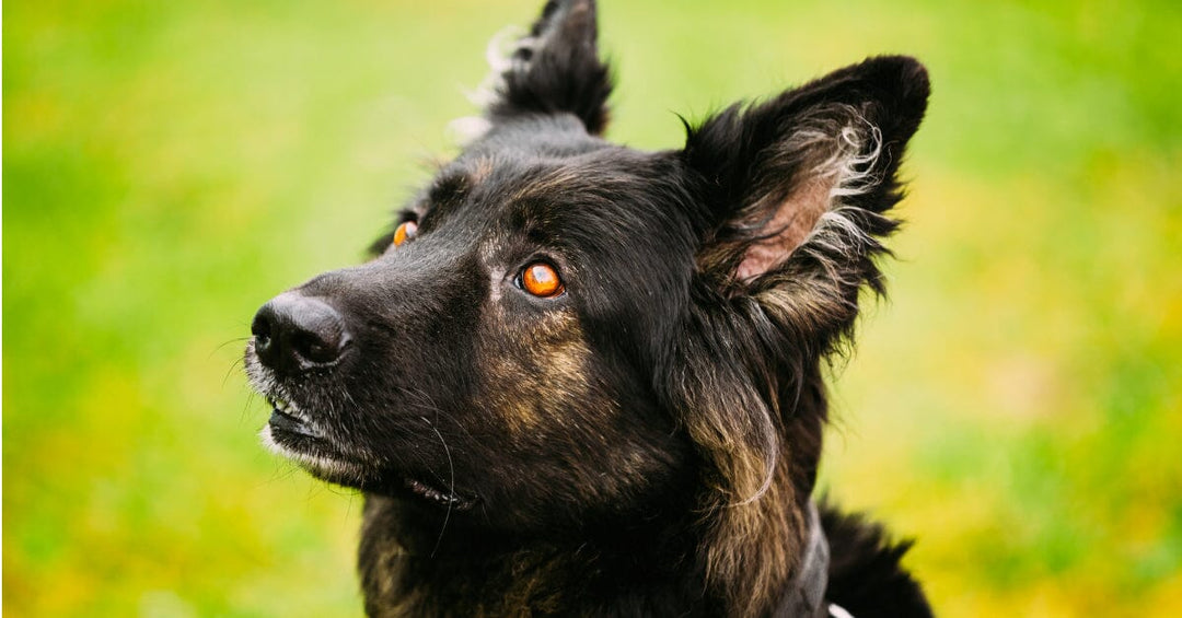 The German Shepherd's Nose Knows: Harnessing Scent Work for Mental Stimulation