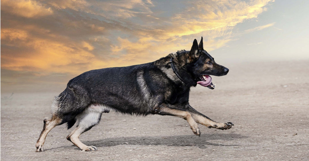 The German Shepherd's Prey Drive: Understanding And Managing Natural Instincts For A Well-Behaved Dog