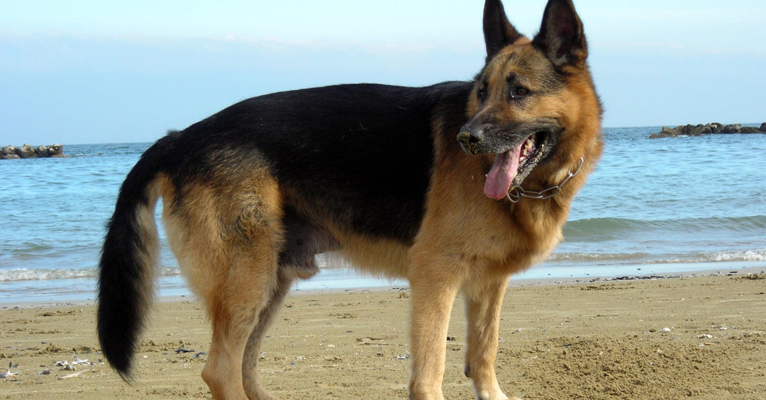 The German Shepherd's Tail: Understanding Wagging, Communication, and Tail Injuries