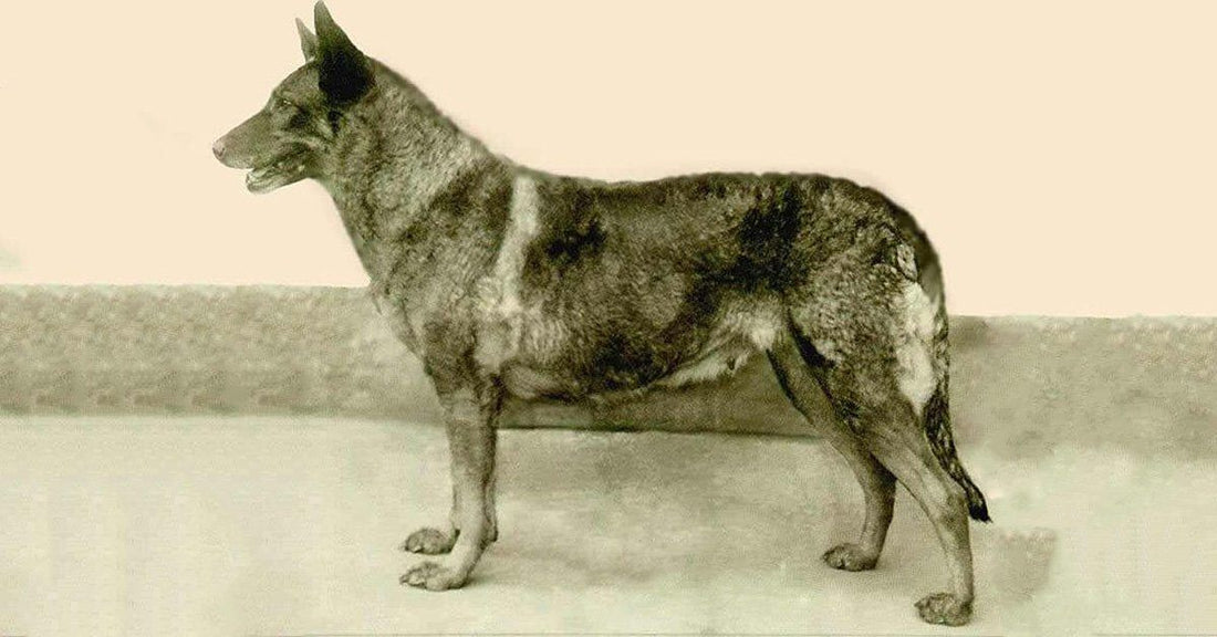 The History Of The German Shepherd Dog