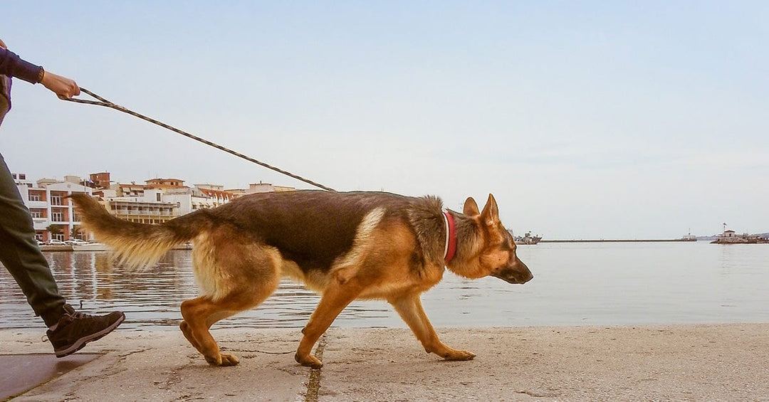 The Importance Of Regular Exercise For Your Dog's Well-being