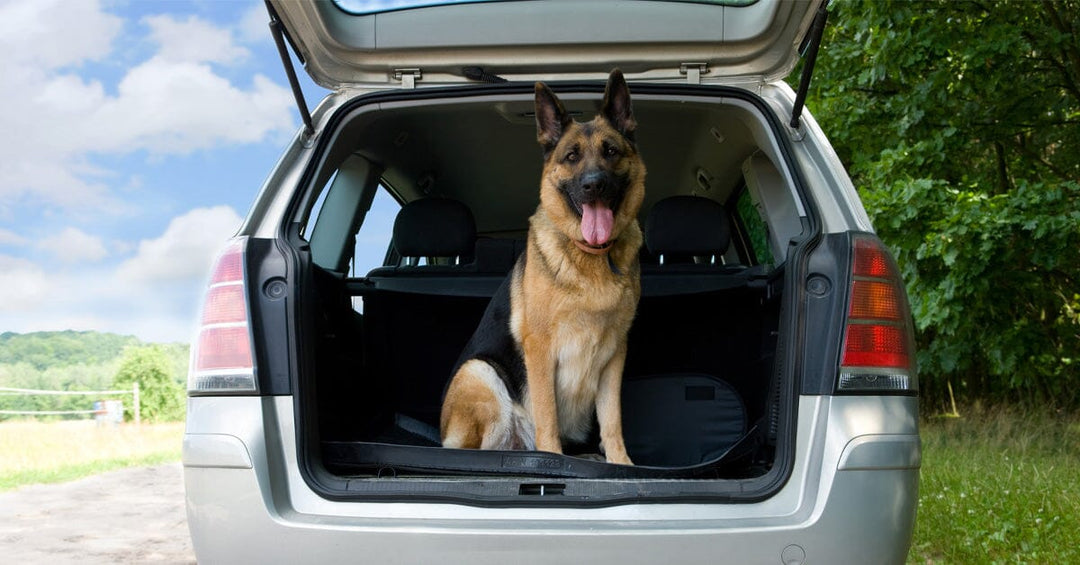 The Must Do's For Traveling With Your Dog