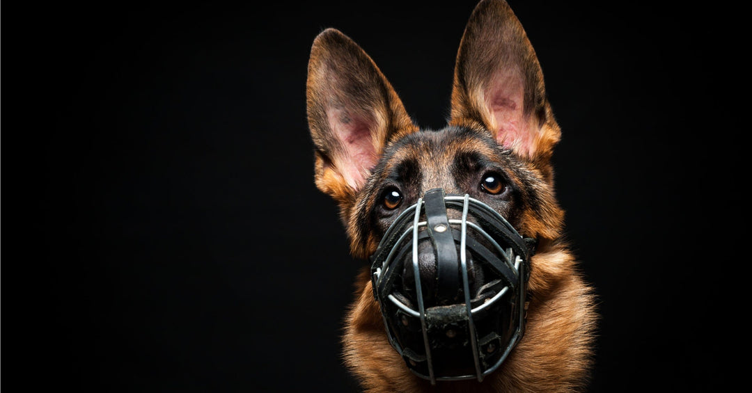 The Muzzle Misconception: Understanding the Benefits and Misuses