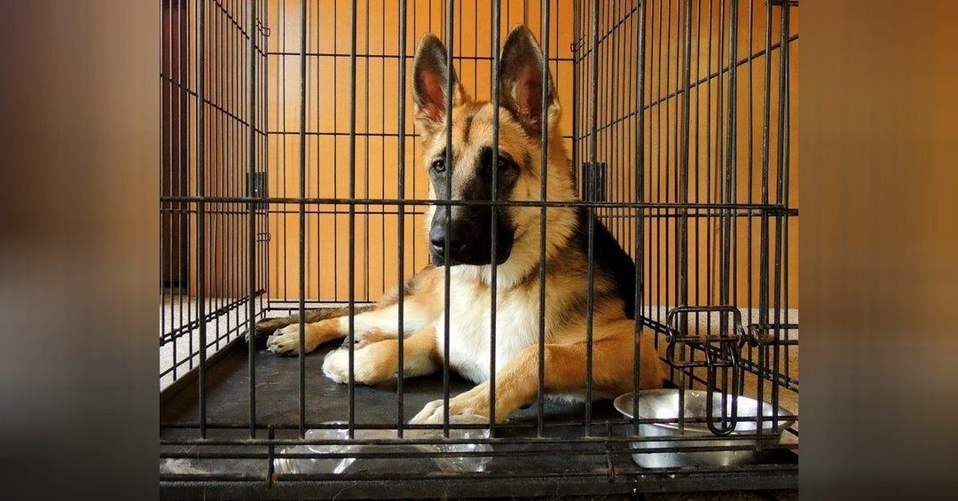 The Pros and Cons Of Crate Training